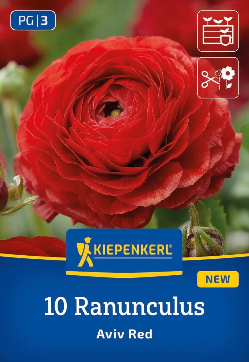 kiepenkerl-ranunkeln-aviv-rot-blumenzwiebeln-gef-llt-7-cm-40-cm image 1
