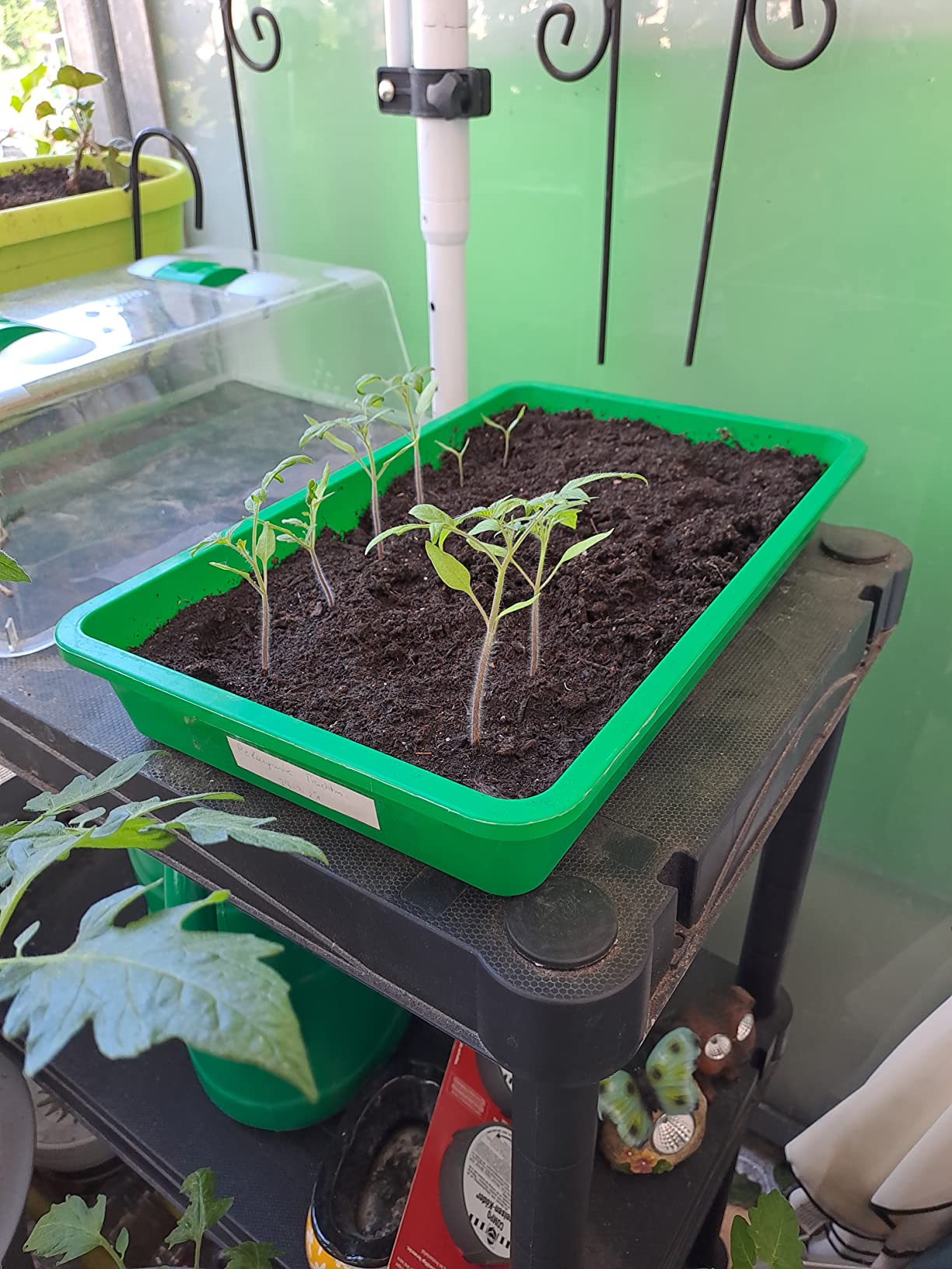 Aromatischste Tomate im Garten