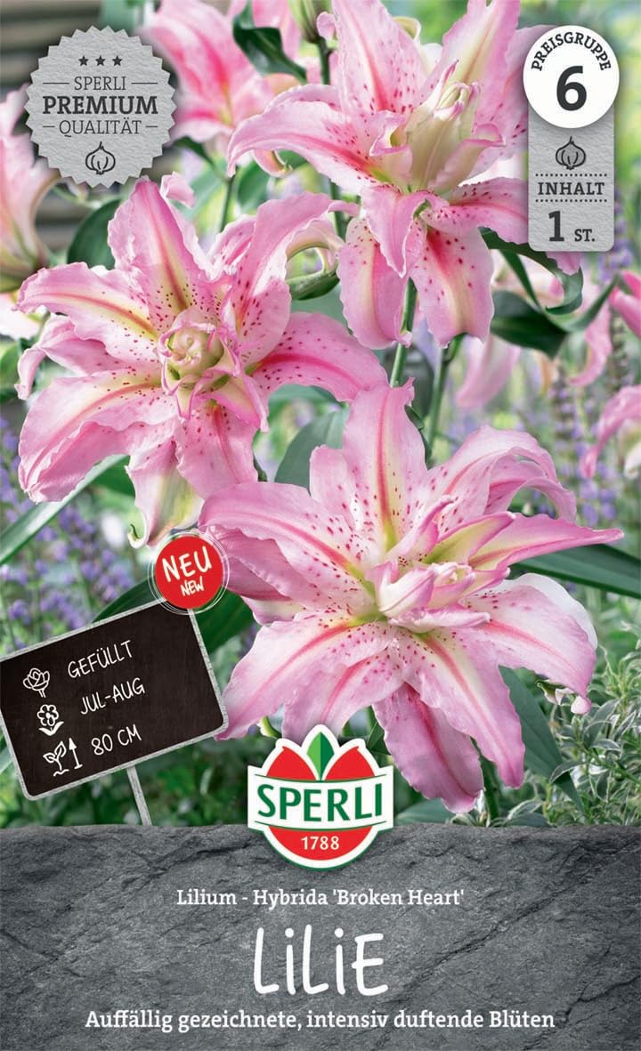 sperli-lilie-broken-heart-263367-blumenzwiebeln-gef-llt-zartrosa-duftend image 1