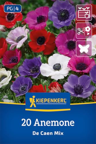 kiepenkerl-kronen-anemonen-de-caen-mischung-2775006-blumenzwiebeln image 8