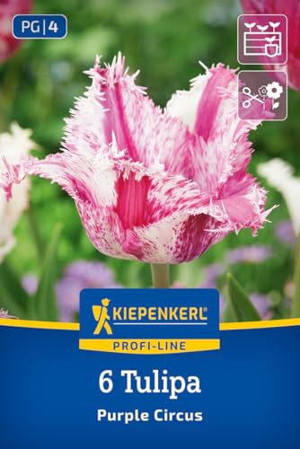 kiepenkerl-profi-line-gefranste-tulpe-purple-circus-50-cm-mai-bl-te image 8