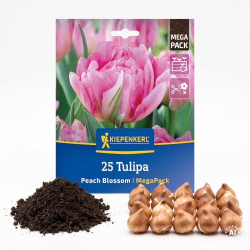 kiepenkerl-tulpenzwiebeln-peach-blossom-mega-pack-25-fr-he-gef-llte-tulpen image 4