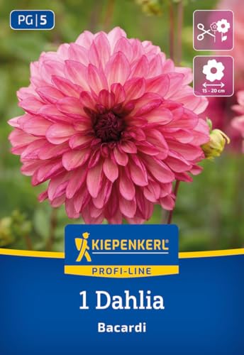kiepenkerl-profi-line-dekorative-dahlie-bacardi-blumenzwiebeln image 7