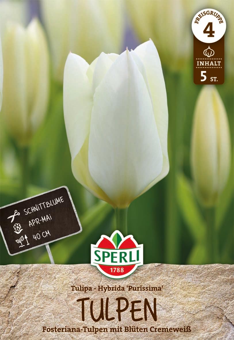 sperli-fosteriana-tulpe-purissima-451214-kaisertulpe-creme-wei-40-cm image 1