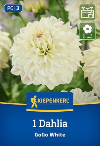 kiepenkerl-dekorative-dahlie-go-go-white-blumenzwiebeln image 7