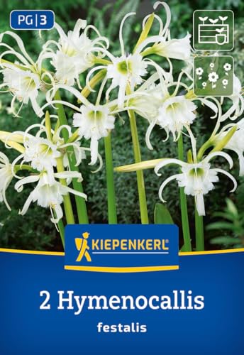 kiepenkerl-sch-nh-utchen-ismene-blumenzwiebeln-wei-duftend image 7