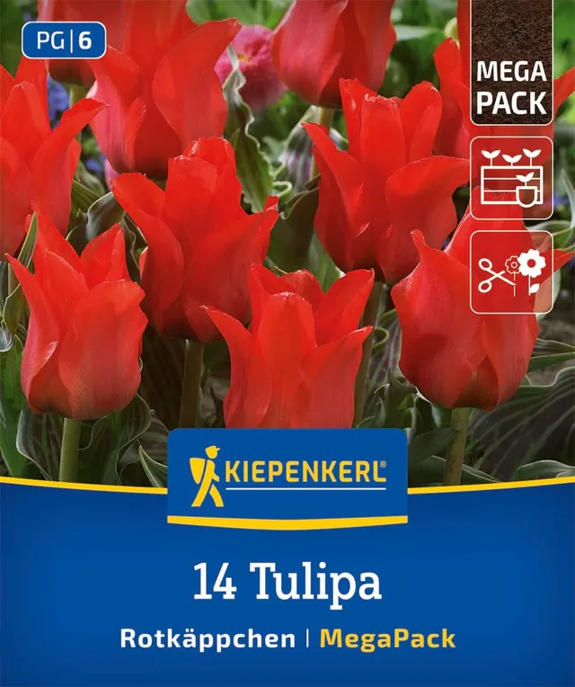 kiepenkerl-mega-pack-greigii-tulpe-rotk-ppchen-blumenzwiebeln-karminrot-30-cm-k- image 1