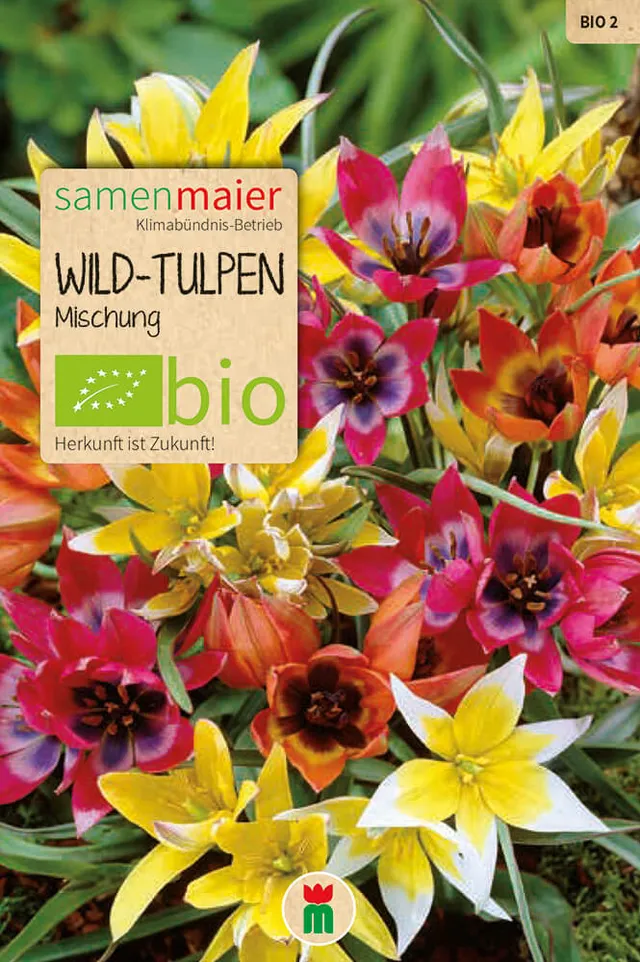 samen-maier-bio-wild-tulpen-mischung-blumenzwiebeln image 1
