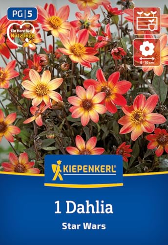 kiepenkerl-beet-k-bel-dahlie-star-wars-blumenzwiebeln-gelb-rot-30-cm image 7