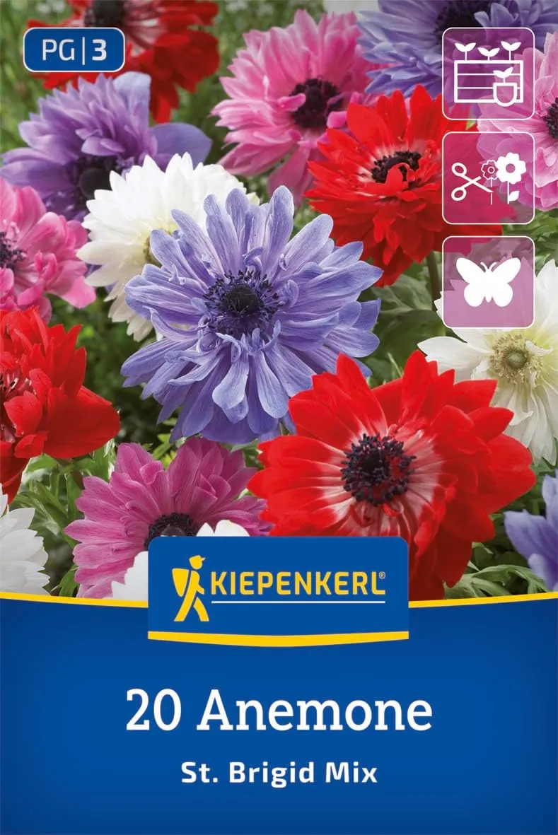 kiepenkerl-kronen-anemonen-st-brigid-mischung-2775007-blumenzwiebeln image 1