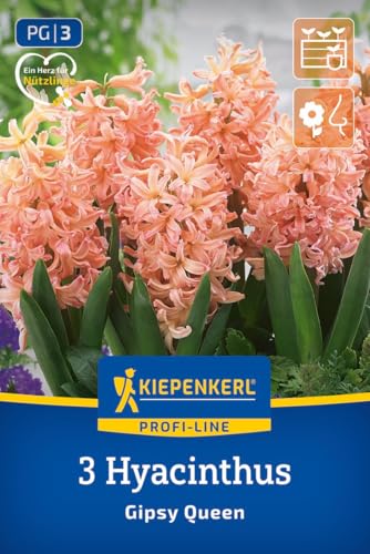 kiepenkerl-profi-line-hyazinthe-gipsy-queen-blumenzwiebeln-lachs-orange-25-cm image 8
