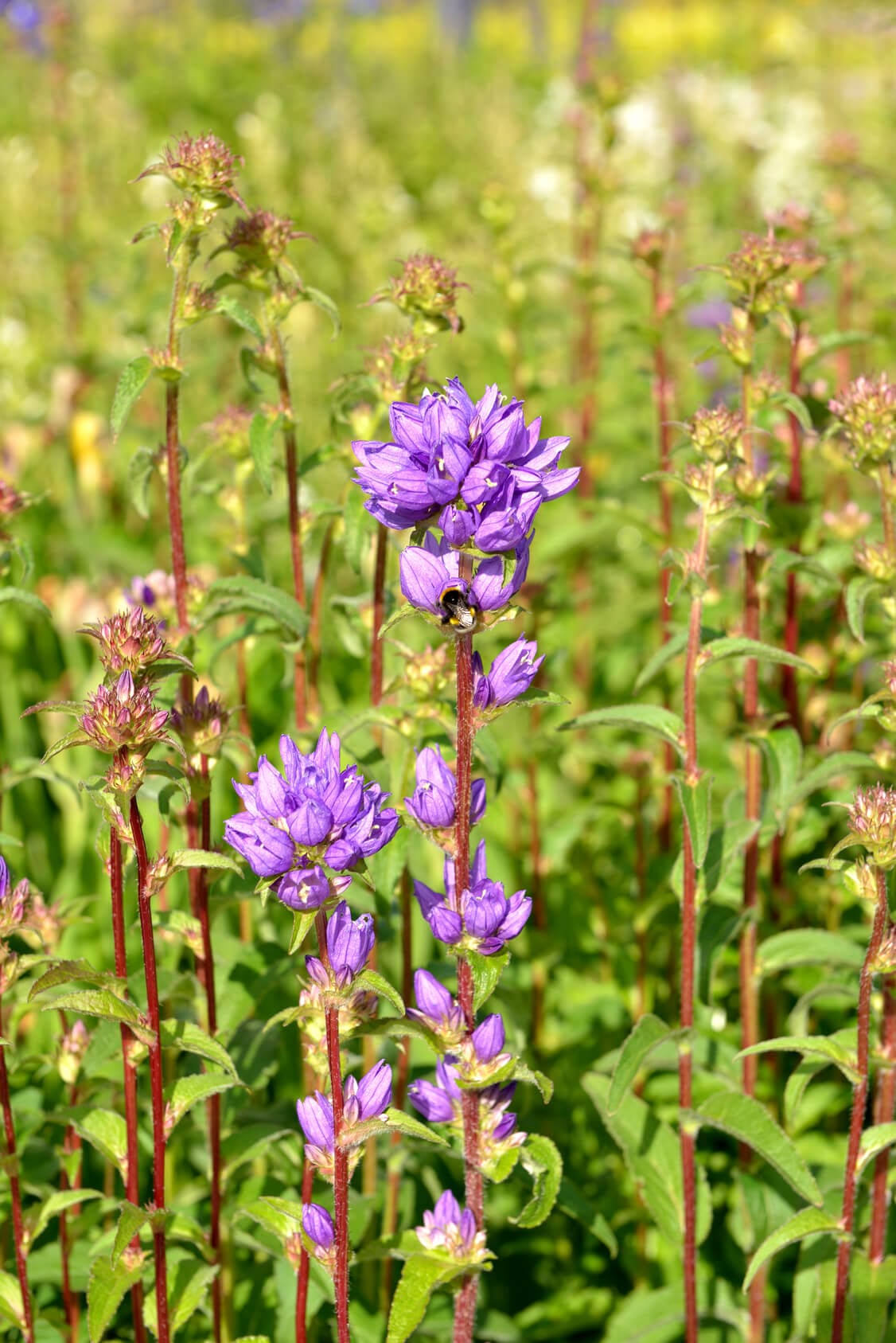 samen-maier-bio-kn-uel-glockenblume-dahurica-im-topf-campanula-glomerata image 2