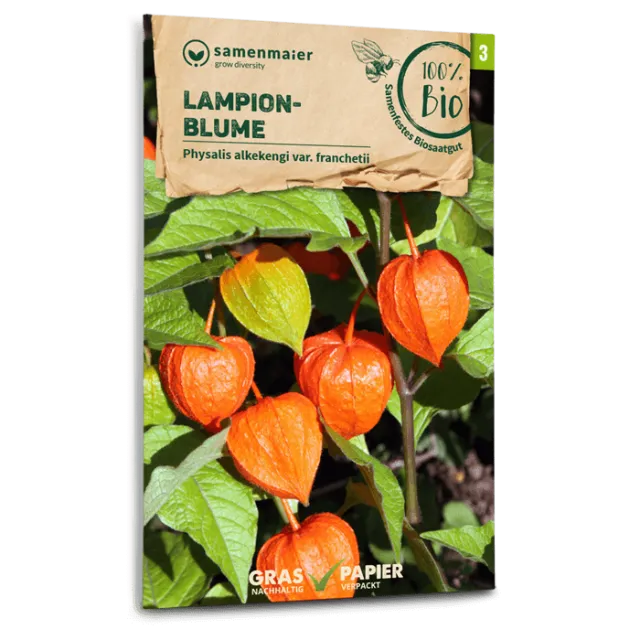 samen-maier-bio-lampionblume-staudensamen-60-100-cm image 1