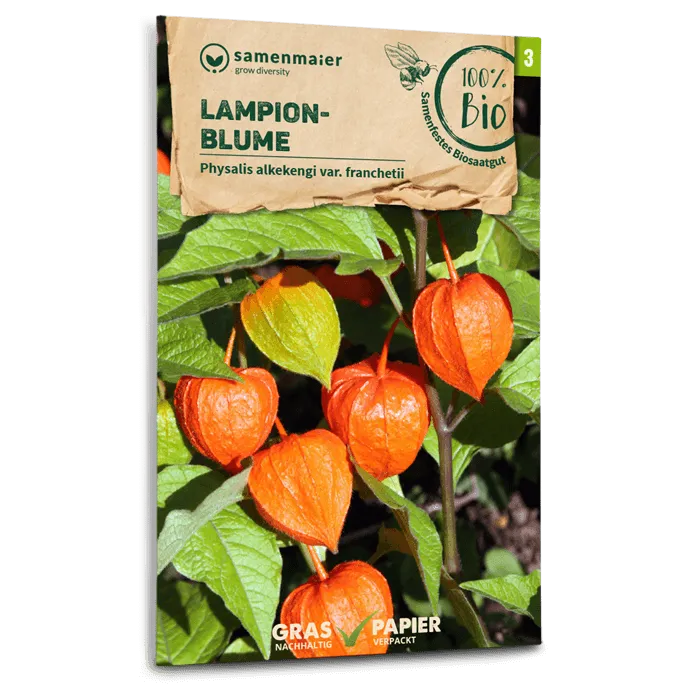 samen-maier-bio-lampionblume-staudensamen-60-100-cm image 1