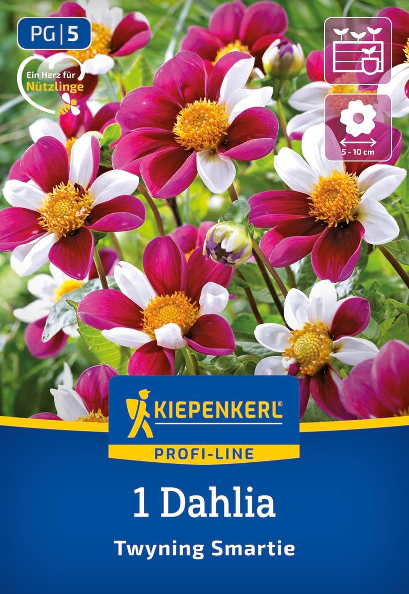 kiepenkerl-profi-line-dahlie-twyning-smartie-zweifarbige-magenta-wei-e-bienendah image 1