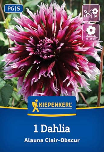 kiepenkerl-splitt-dahlie-alauna-clair-obscure-3000082-blumenzwiebeln-purpur-lila image 7