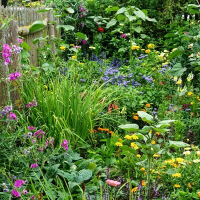 samen-maier-bio-austria-bauerngarten-blumenmischung-250-g image 6