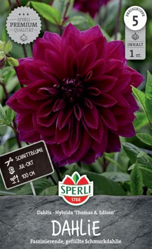 sperli-dahlie-thomas-a-edison-blumenzwiebeln-dunkelviolett-100-cm image 3