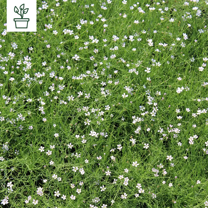 samen-maier-bio-felsennelke-petrorhagia-saxifraga-topf image 1