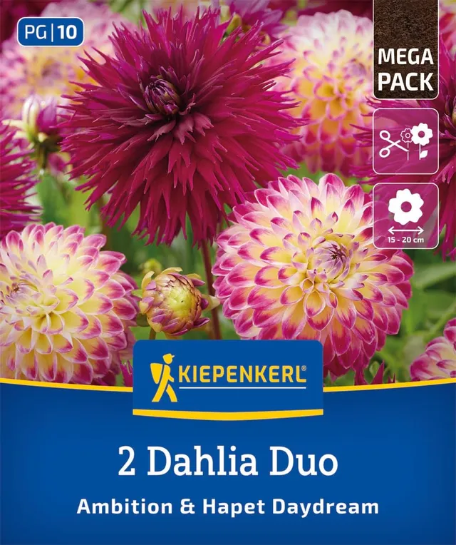 kiepenkerl-dahlien-duo-ambition-hapet-daydream-dahlienknollen-violettrot-pink image 1