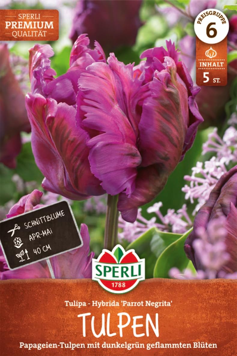 sperli-papagei-tulpe-parrot-negrita-456486-dunkelviolett-gr-n-gestreift image 1