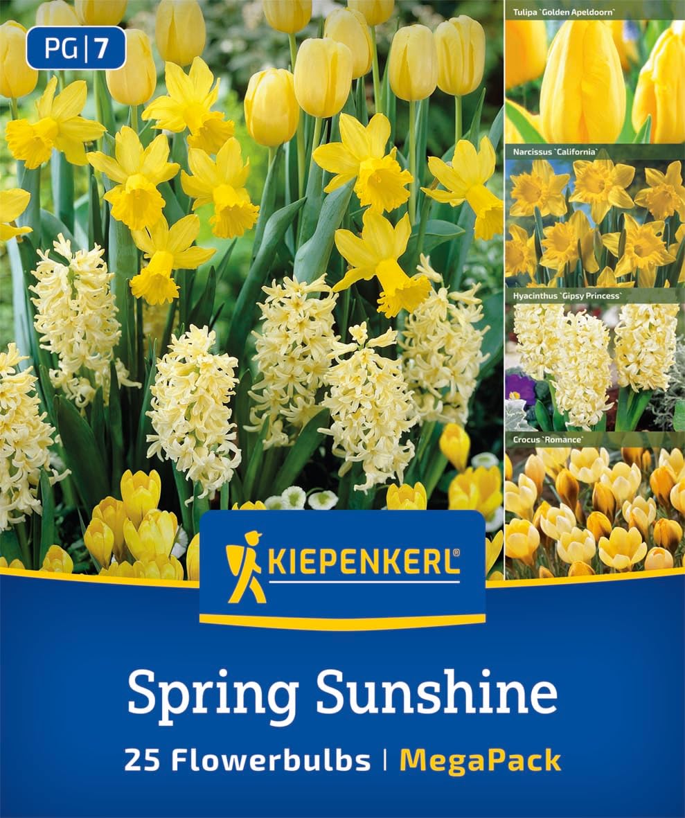 kiepenkerl-mega-pack-spring-sunshine-mix-gelbe-fr-hbl-hermischung image 1