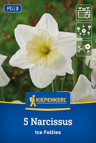 kiepenkerl-gro-kronige-narzisse-ice-follies-blumenzwiebeln-wei-gelb image 8