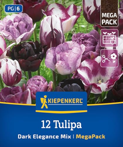 kiepenkerl-mega-pack-blumenzwiebelmischung-dark-elegance-mix-tulpenzwiebeln-lila image 8