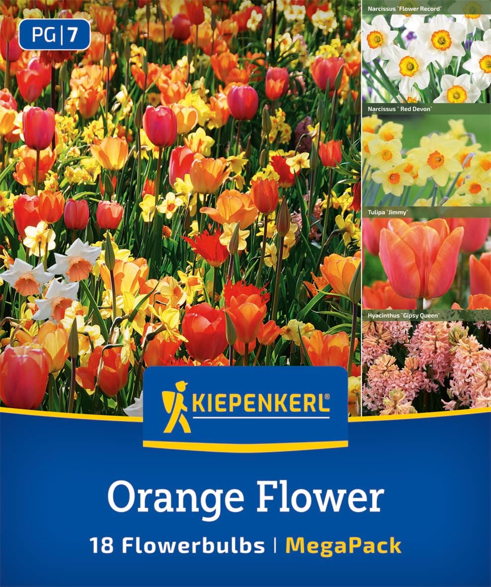 kiepenkerl-mega-pack-orange-flower-mix-blumenzwiebel-mischung-30-45-cm image 1