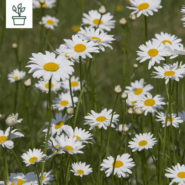 samen-maier-bio-kleine-margerite-leucanthemum-vulgare-im-topf image 1