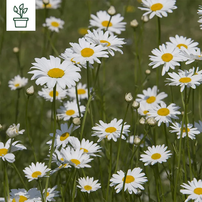 samen-maier-bio-kleine-margerite-leucanthemum-vulgare-im-topf image 1