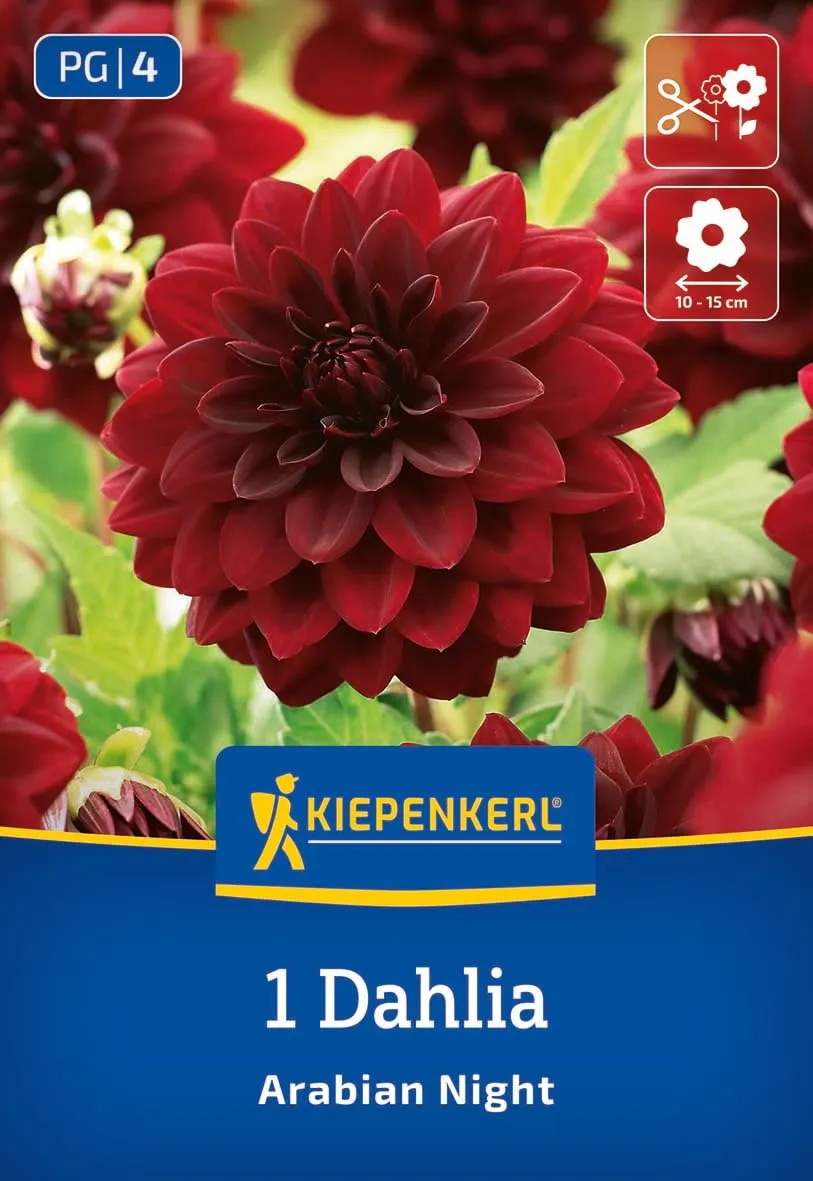 kiepenkerl-seerosen-dahlie-arabian-night-blumenzwiebeln-schwarzrot-100-cm-schnit image 1