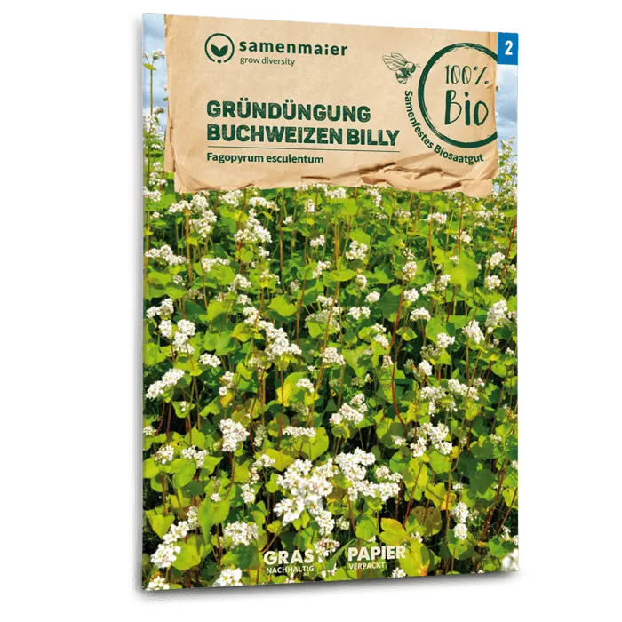 samen-maier-bio-gr-nd-ngung-buchweizen-billy-bodensamen image 1