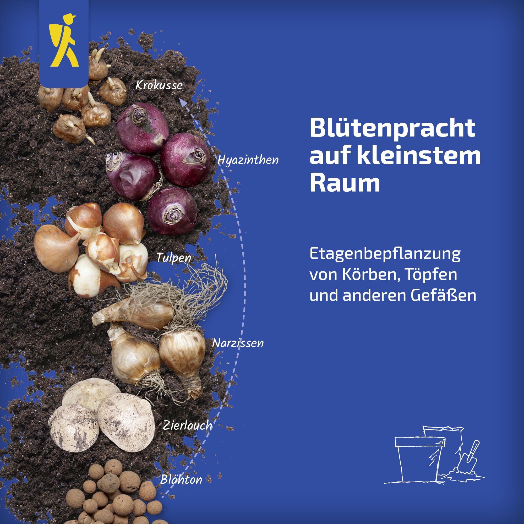 kiepenkerl-ranunkeln-candy-roses-mega-pack-30-gef-llte-knollen image 6