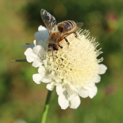 samen-maier-bio-gelbe-skabiose-scabiosa-ochroleuca-topfpflanze image 4