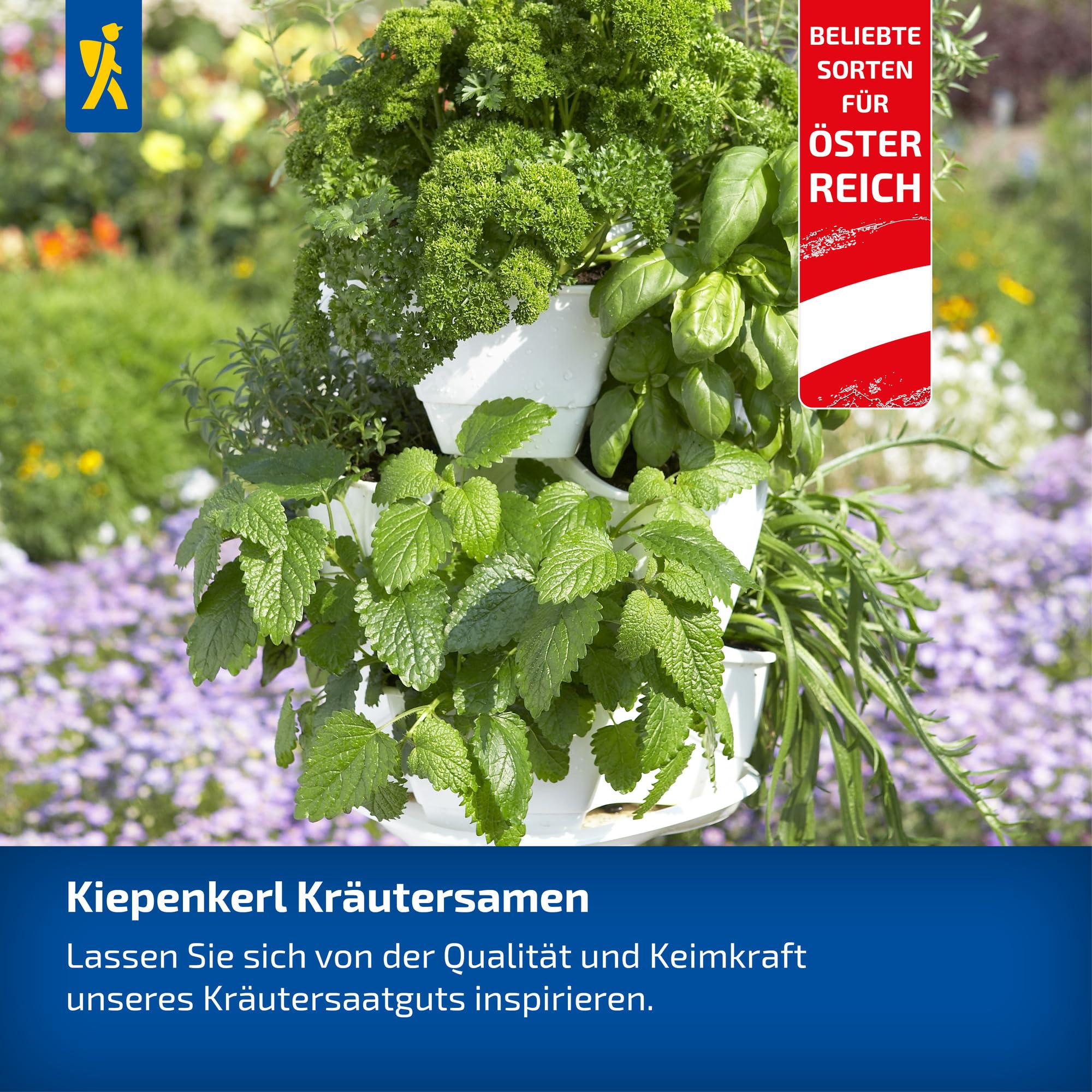 kiepenkerl-dillsamen-dinos-1076740-kr-utersaat image 3