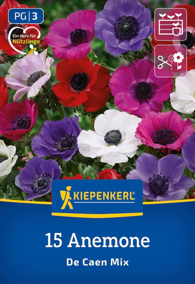 kiepenkerl-kronenanemone-de-caen-mischung-blumenzwiebeln image 1