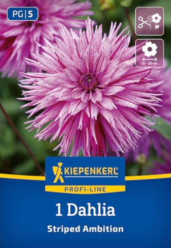 kiepenkerl-profi-line-splitt-dahlie-striped-ambition-3000083-gestreifte-dahlie image 7