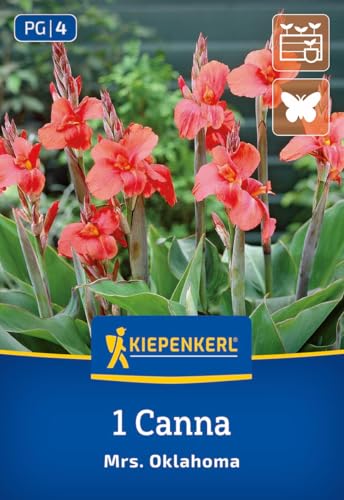 kiepenkerl-canna-miss-oklahoma-blumenzwiebeln-lachsrosa-90-120-cm image 7
