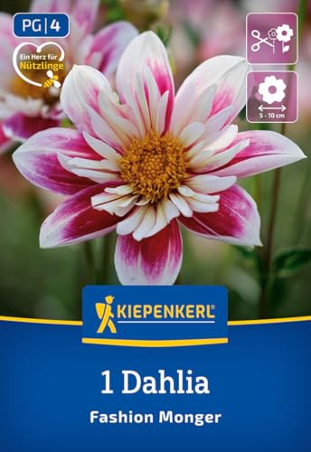 kiepenkerl-halskrausen-dahlie-fashion-monger-blumenzwiebeln-wei-rosa image 7