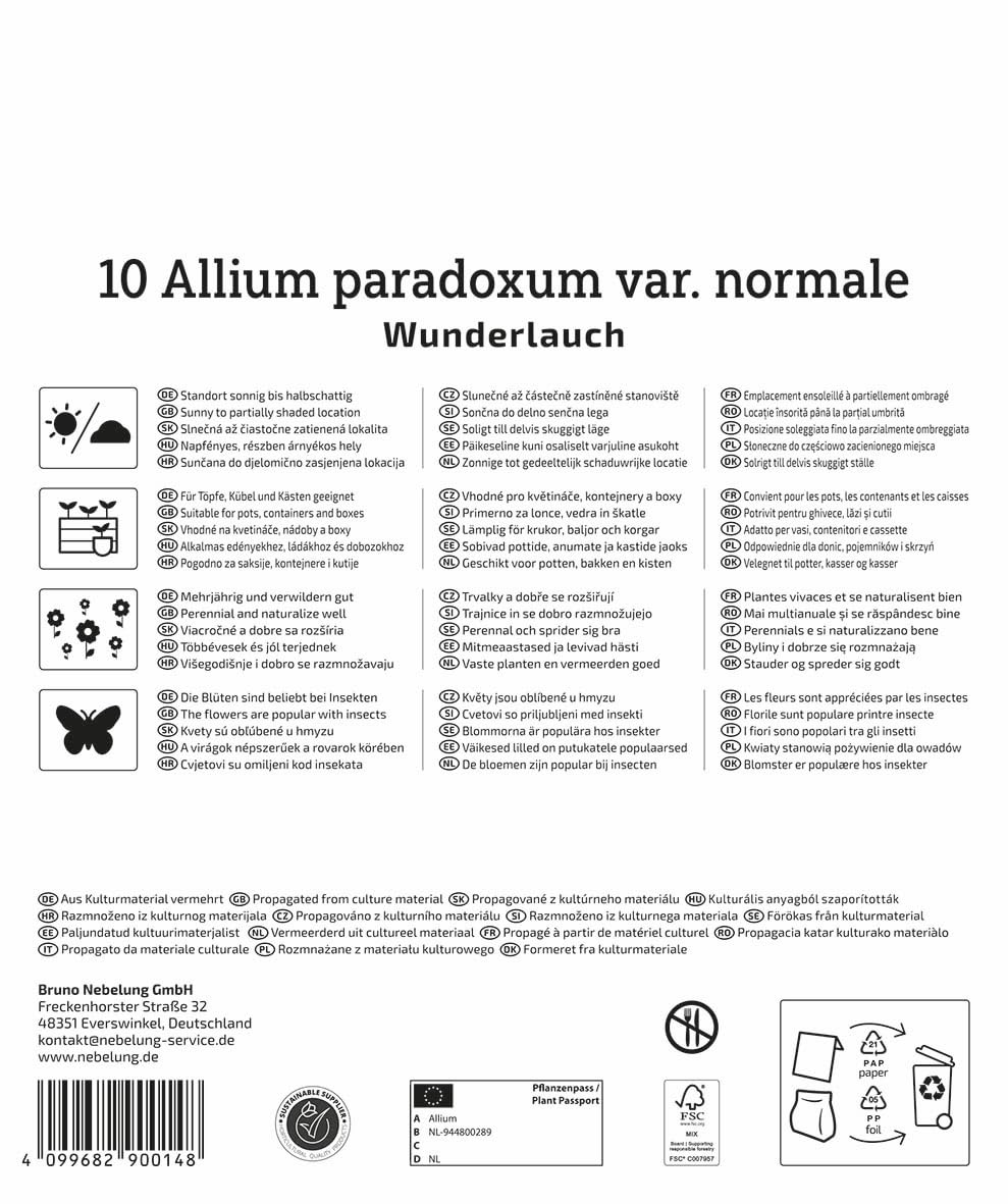 kiepenkerl-wunderlauch-allium-paradoxum-mega-pack-blumenzwiebeln-f-r-10-pflanzen image 2