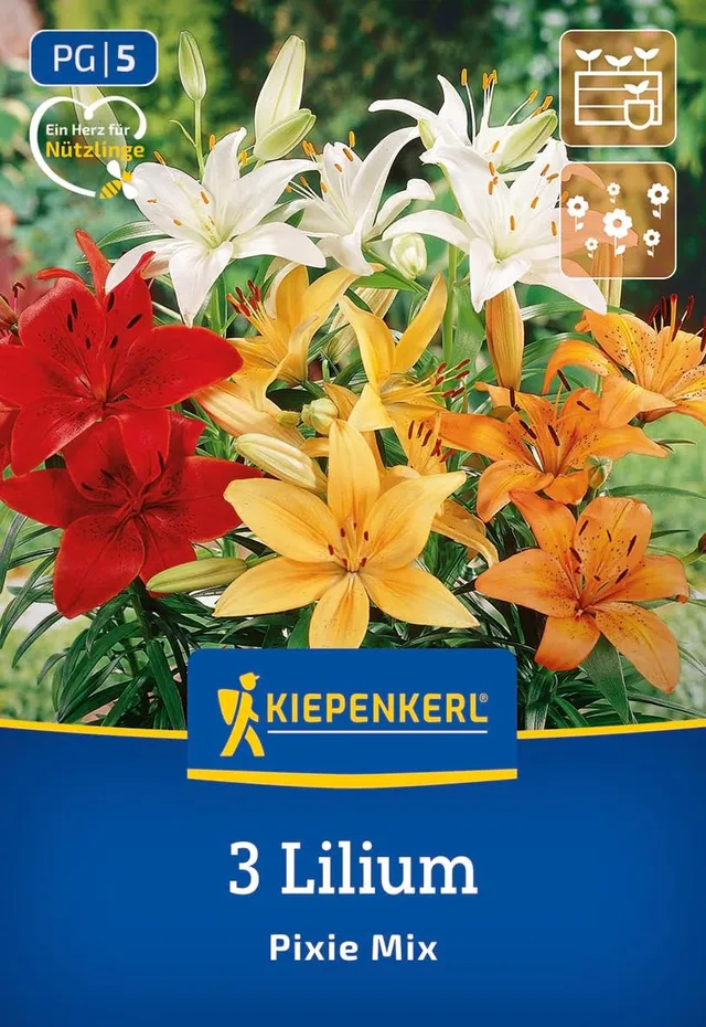 kiepenkerl-asiatische-lilie-pixie-mix-3500014-blumenzwiebeln-winterhart-mehrj-hr image 1
