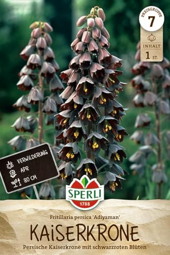 sperli-persische-kaiserkrone-adiyaman-459197-80-cm-violettschwarz image 7