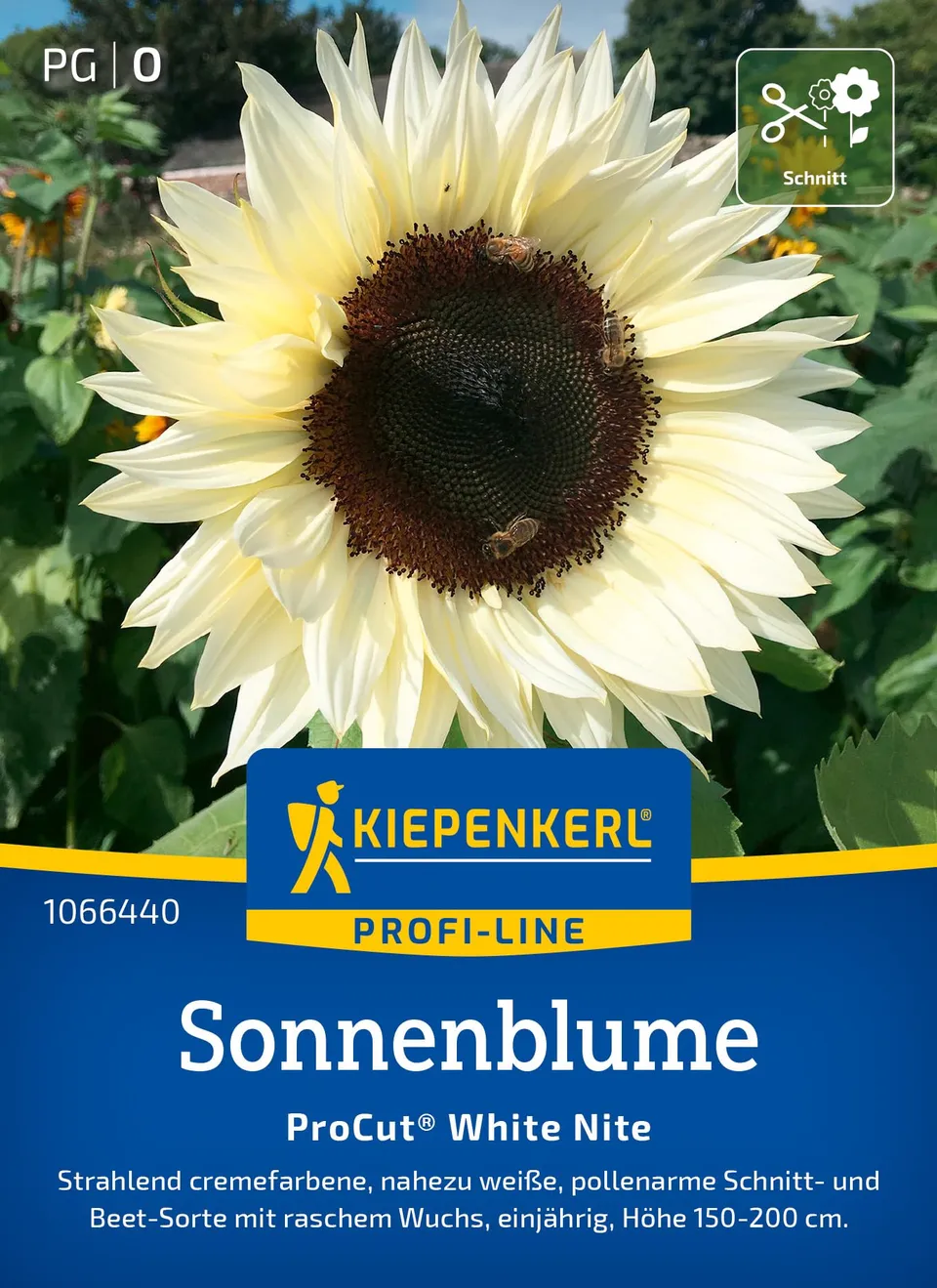 kiepenkerl-sonnenblumensamen-procut-white-nite-blumensaat image 1