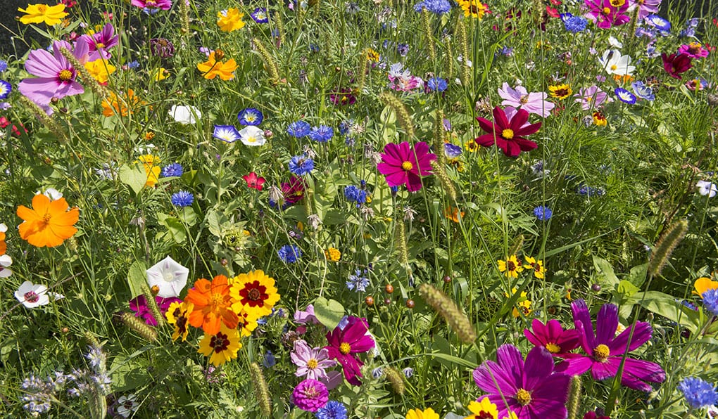 samen-maier-gru-karte-happy-mother-s-day-mit-blumensamen image 3
