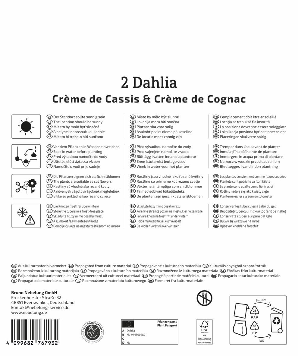 kiepenkerl-dahlien-duo-cr-me-de-cassis-cognac-3825013-blumenzwiebeln image 2